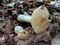 Sárga galóca (Amanita gemmata), Őrség
